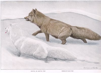 Arctic Fox by Louis Agassiz Fuertes